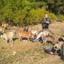 stichting-dierennood-hulpproject-139-9-hero
