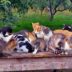 stichting-dierennood-hulpproject-141-1