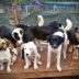 stichting-dierennood-klein-project-73-10