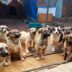 stichting-dierennood-hulpproject-142-12-1